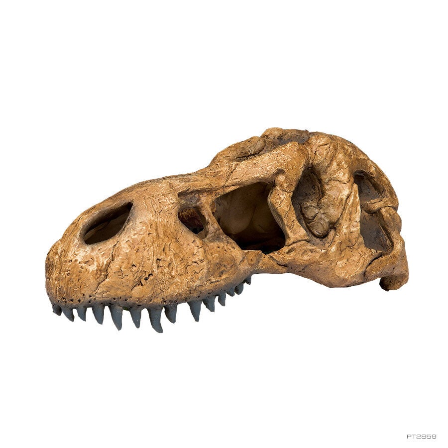 Exo Terra Cr&aacute;neo de T-Rex Cueva para terrarios